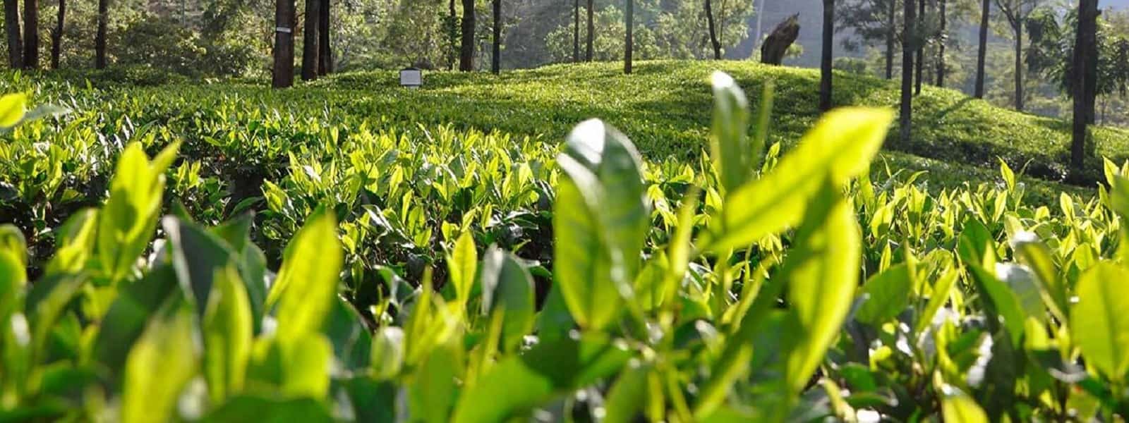 சந்தையில் தேயிலை விலை வீழ்ச்சி